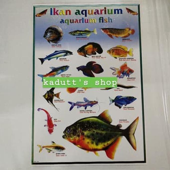 Detail Gambar Aquarium Anak Tk Nomer 31