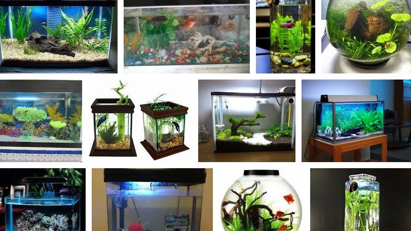 Detail Gambar Aquarium Cantik Nomer 13