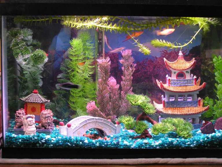 Detail Gambar Aquarium Cantik Nomer 25