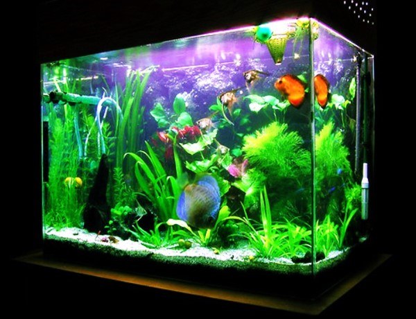 Detail Gambar Aquarium Ikan Nomer 2