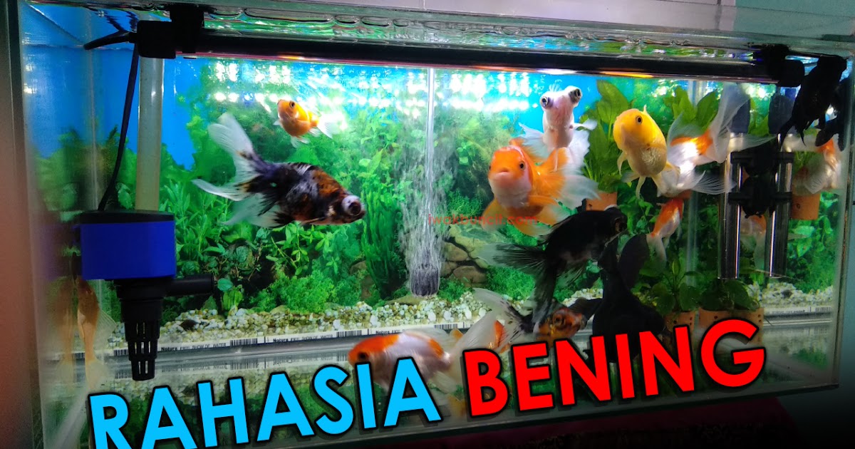 Detail Gambar Aquarium Ikan Nomer 19