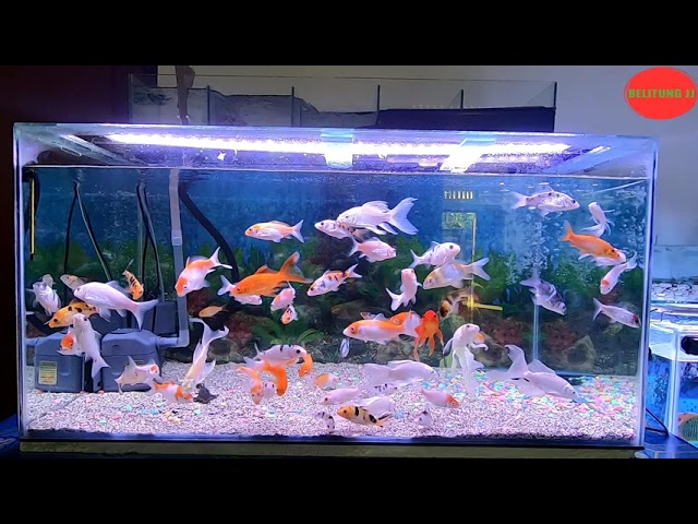 Detail Gambar Aquarium Ikan Nomer 28