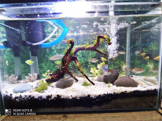 Detail Gambar Aquarium Ikan Nomer 30