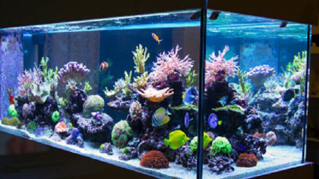 Gambar Aquarium Ikan Hias - KibrisPDR