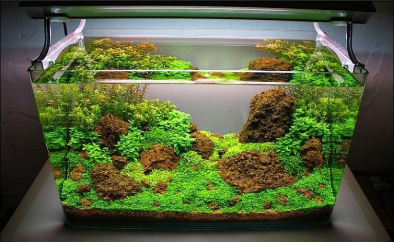 Detail Gambar Aquarium Keren Nomer 26