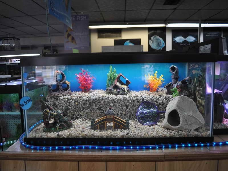 Detail Gambar Aquarium Keren Nomer 4