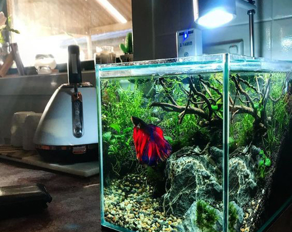 Detail Gambar Aquarium Keren Nomer 32