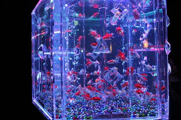 Detail Gambar Aquarium Keren Nomer 35