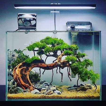 Detail Gambar Aquarium Keren Nomer 5