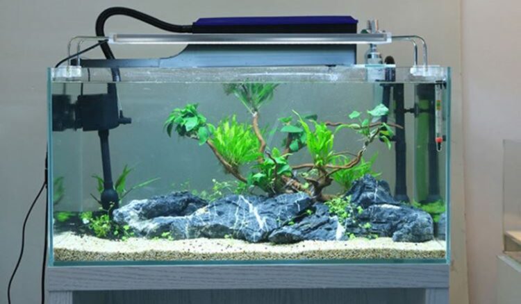 Detail Gambar Aquarium Keren Nomer 40