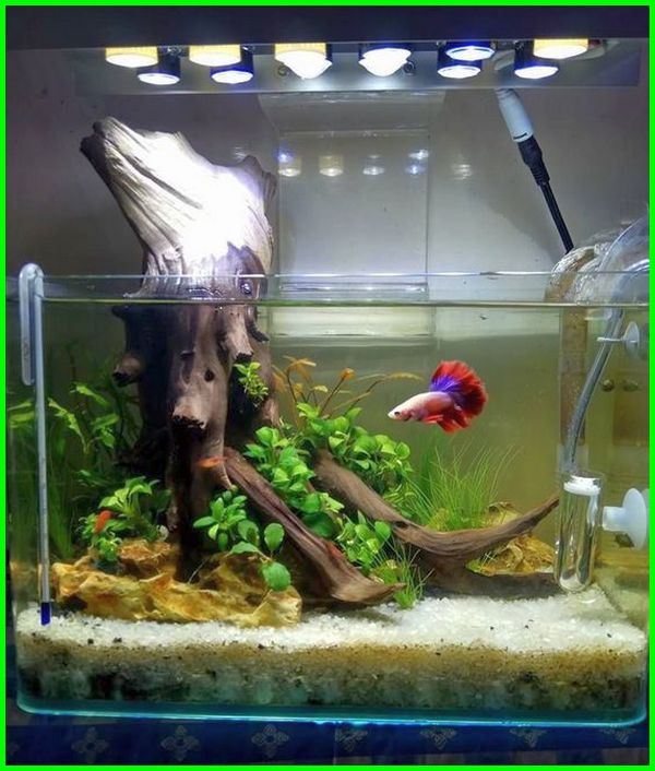 Detail Gambar Aquarium Keren Nomer 42