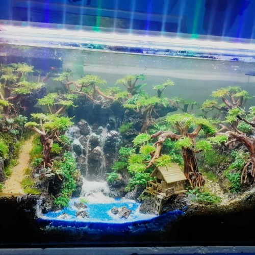 Detail Gambar Aquarium Keren Nomer 6