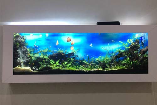 Detail Gambar Aquarium Keren Nomer 49