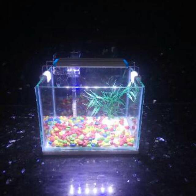 Detail Gambar Aquarium Mini Nomer 43