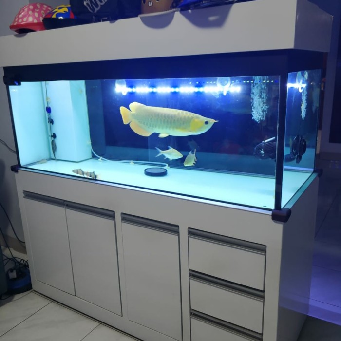 Detail Gambar Aquarium Minimalis Nomer 21