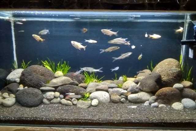 Detail Gambar Aquarium Sederhana Nomer 11