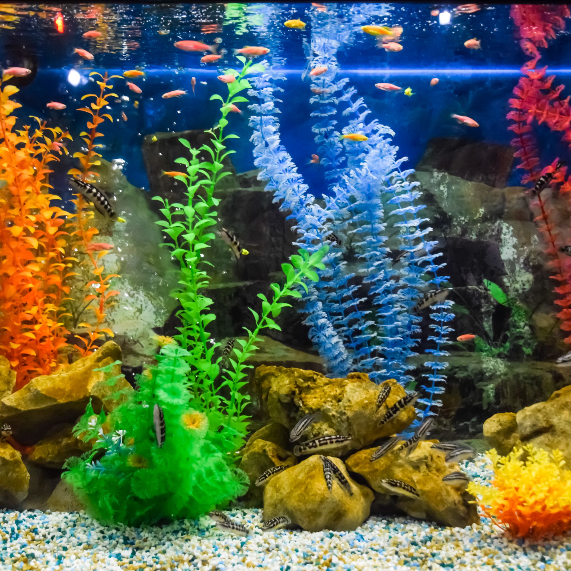 Detail Gambar Aquarium Sederhana Nomer 34