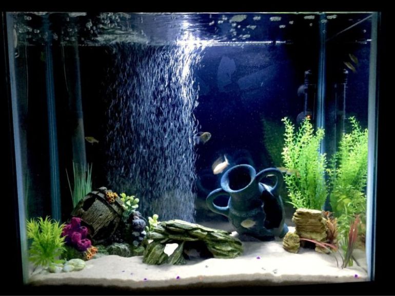 Detail Gambar Aquarium Sederhana Nomer 37