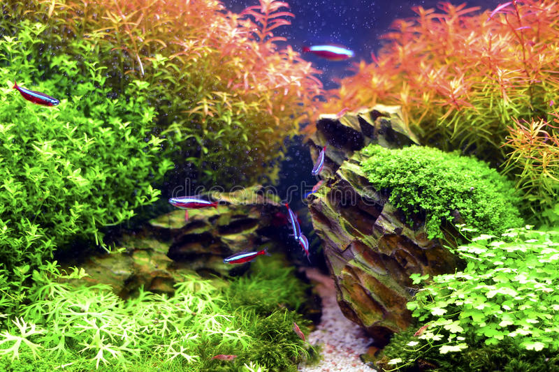 Detail Gambar Aquascape Nomer 15