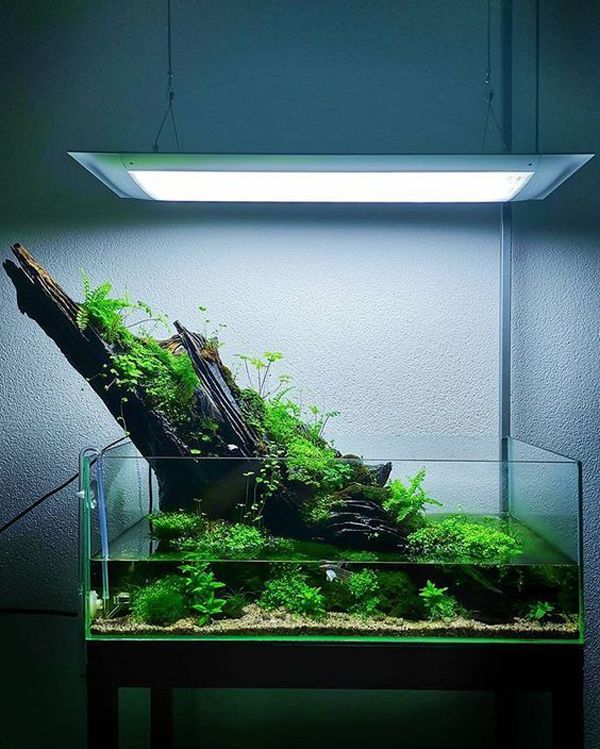 Detail Gambar Aquascape Nomer 3