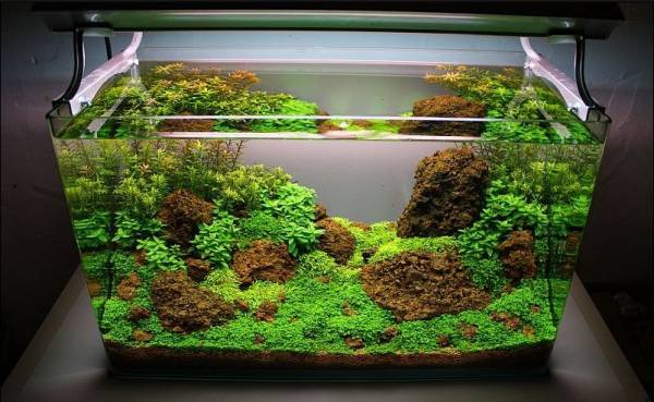 Detail Gambar Aquascape Nomer 35