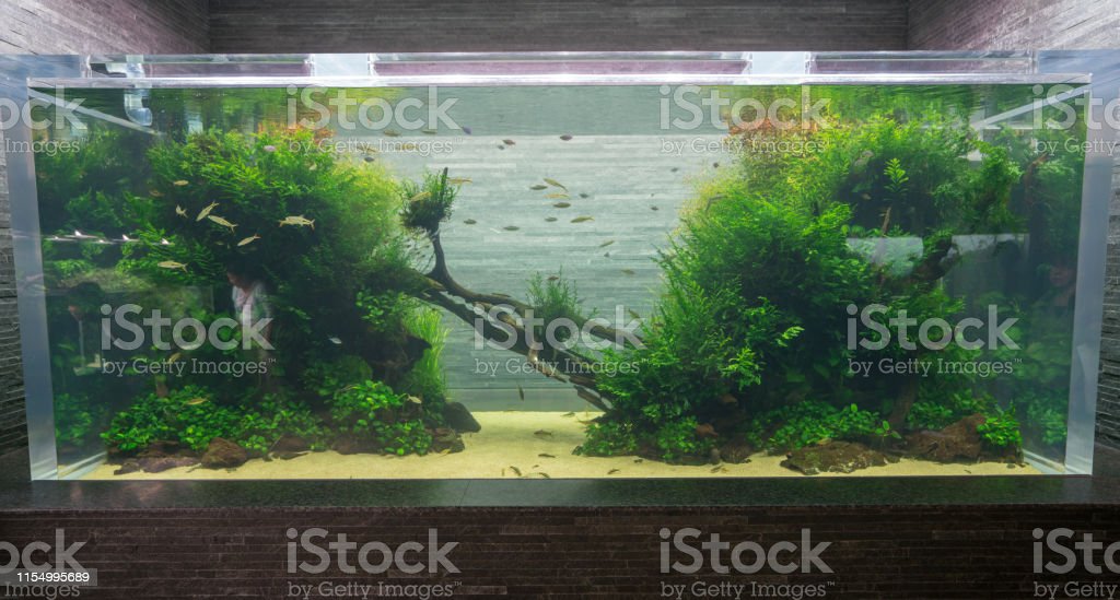 Detail Gambar Aquascape Nomer 37