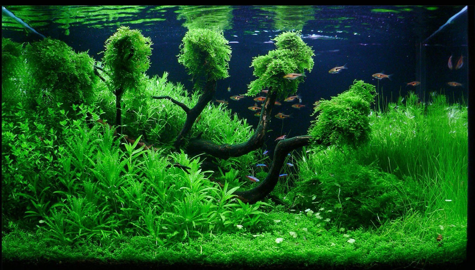 Detail Gambar Aquascape Nomer 6