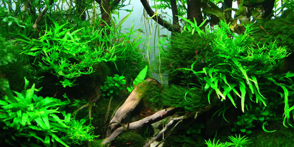 Detail Gambar Aquascape Nomer 50