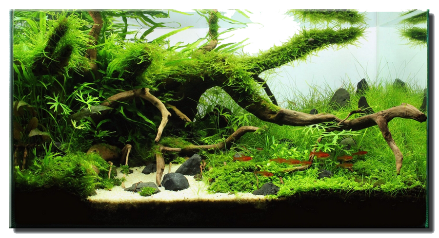 Detail Gambar Aquascape Nomer 55