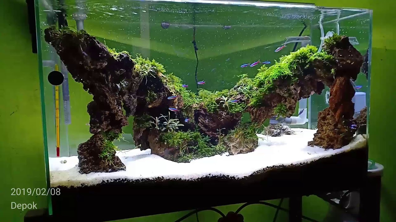 Detail Gambar Aquascape Minimalis Nomer 12