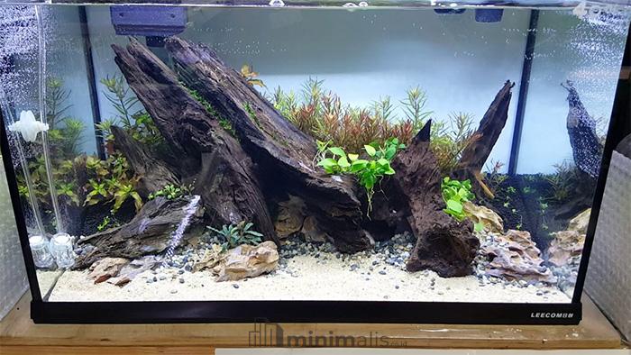 Detail Gambar Aquascape Minimalis Nomer 13