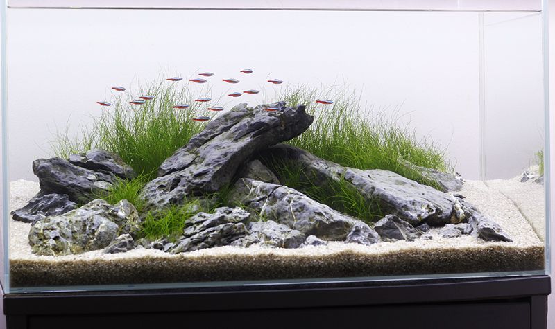 Detail Gambar Aquascape Minimalis Nomer 20