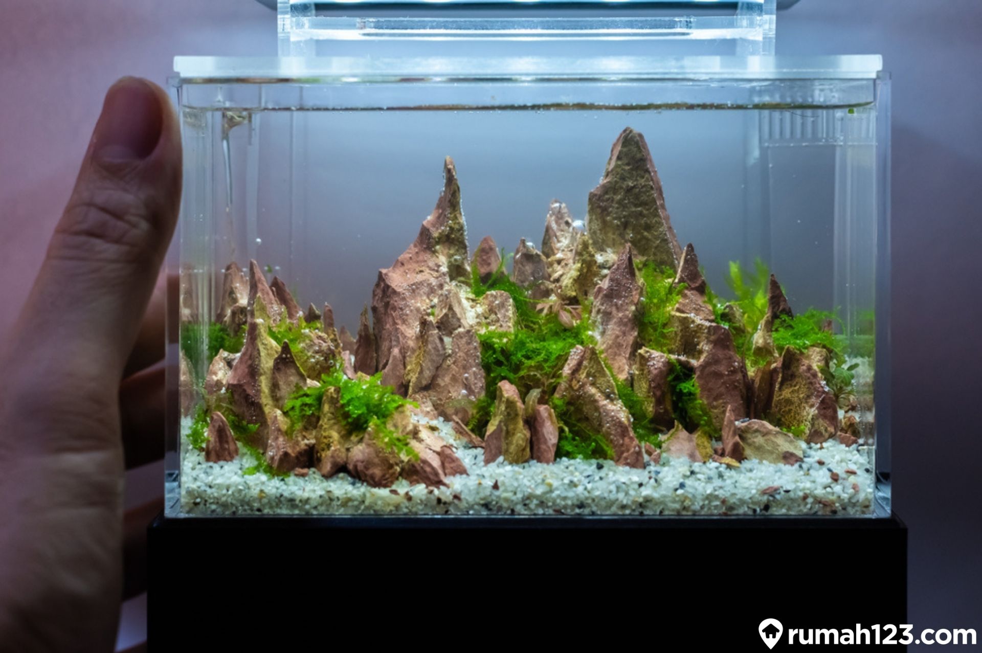 Detail Gambar Aquascape Minimalis Nomer 23