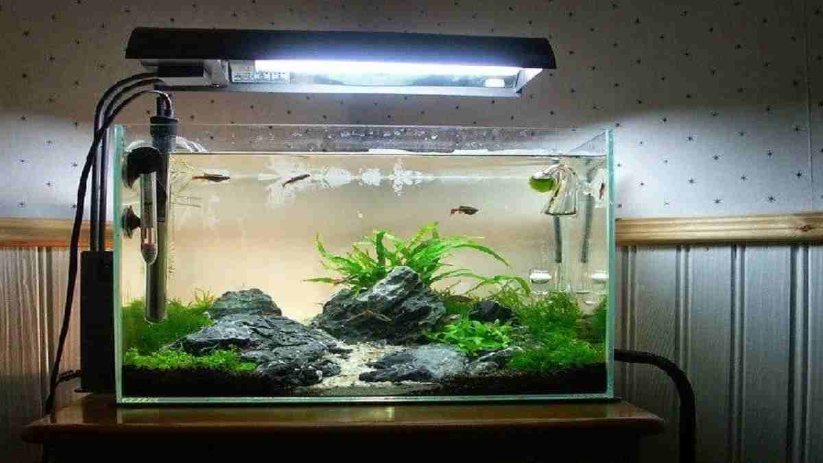 Detail Gambar Aquascape Minimalis Nomer 24