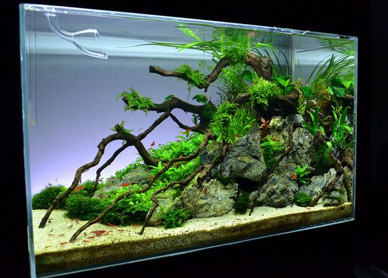 Detail Gambar Aquascape Minimalis Nomer 25