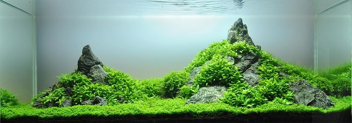 Detail Gambar Aquascape Minimalis Nomer 35