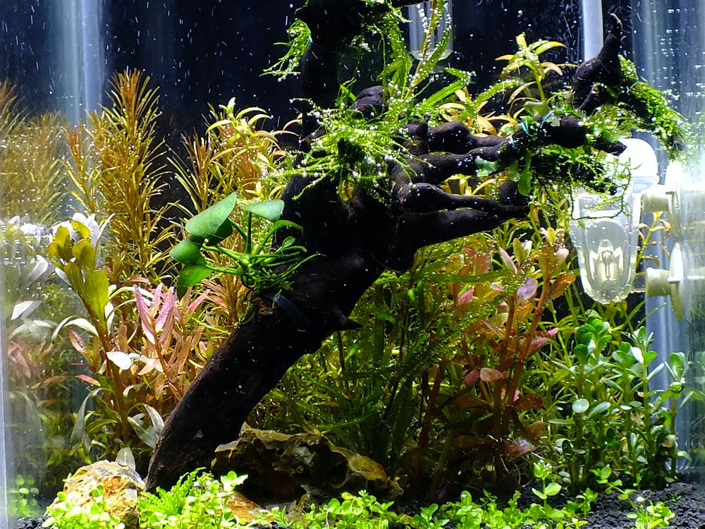 Detail Gambar Aquascape Minimalis Nomer 36