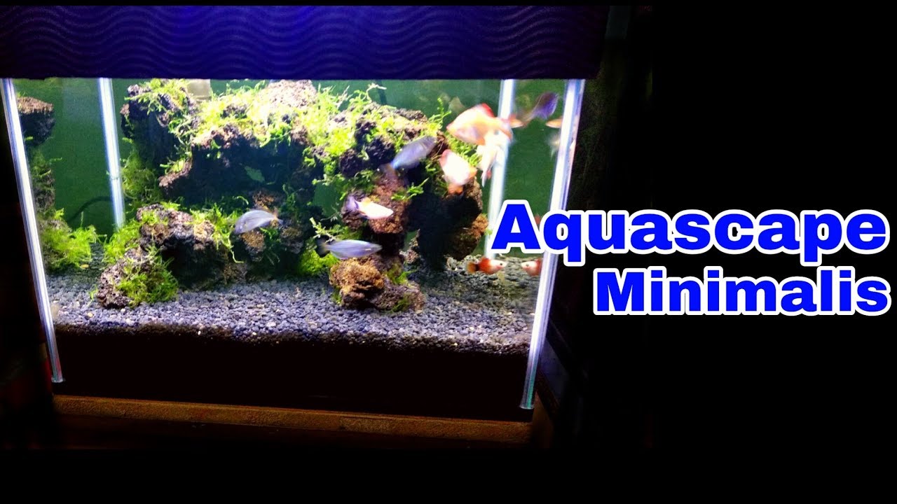 Detail Gambar Aquascape Minimalis Nomer 38