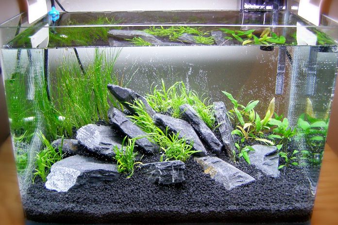 Detail Gambar Aquascape Minimalis Nomer 5