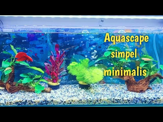 Detail Gambar Aquascape Minimalis Nomer 42