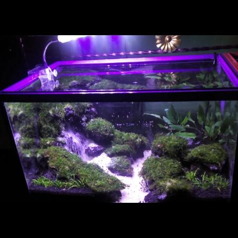 Detail Gambar Aquascape Minimalis Nomer 47