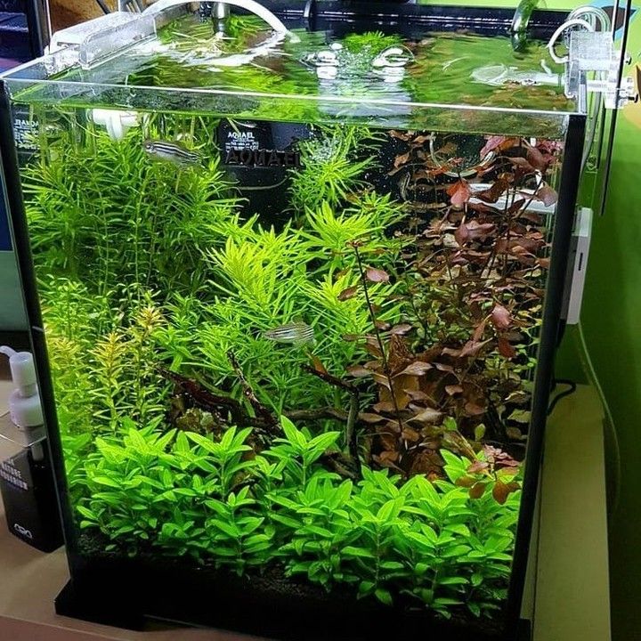 Detail Gambar Aquascape Minimalis Nomer 48