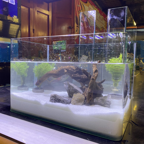 Detail Gambar Aquascape Minimalis Nomer 55