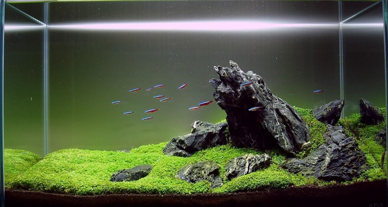 Detail Gambar Aquascape Minimalis Nomer 57