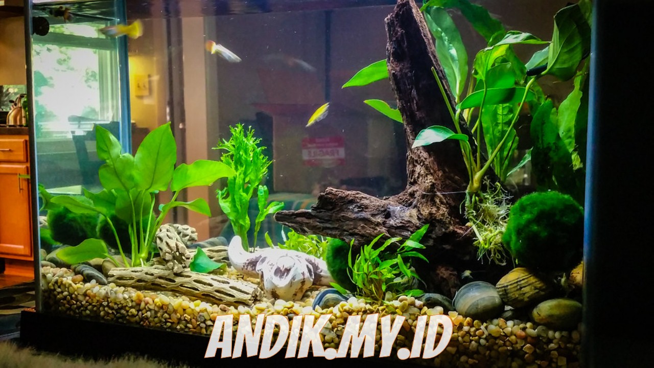 Detail Gambar Aquascape Minimalis Nomer 7