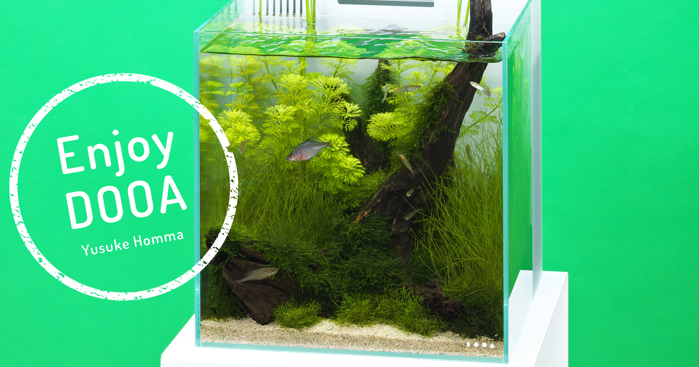 Detail Gambar Aquascape Simple Nomer 15