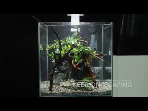 Detail Gambar Aquascape Simple Nomer 17