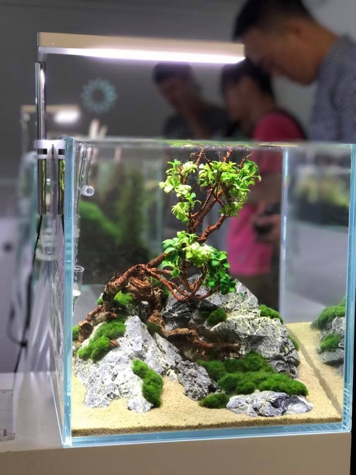 Detail Gambar Aquascape Simple Nomer 34