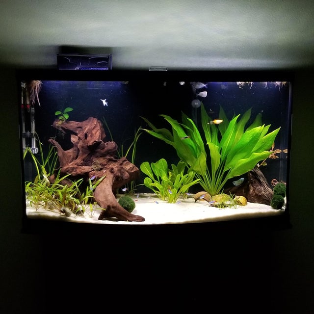 Detail Gambar Aquascape Simple Nomer 41