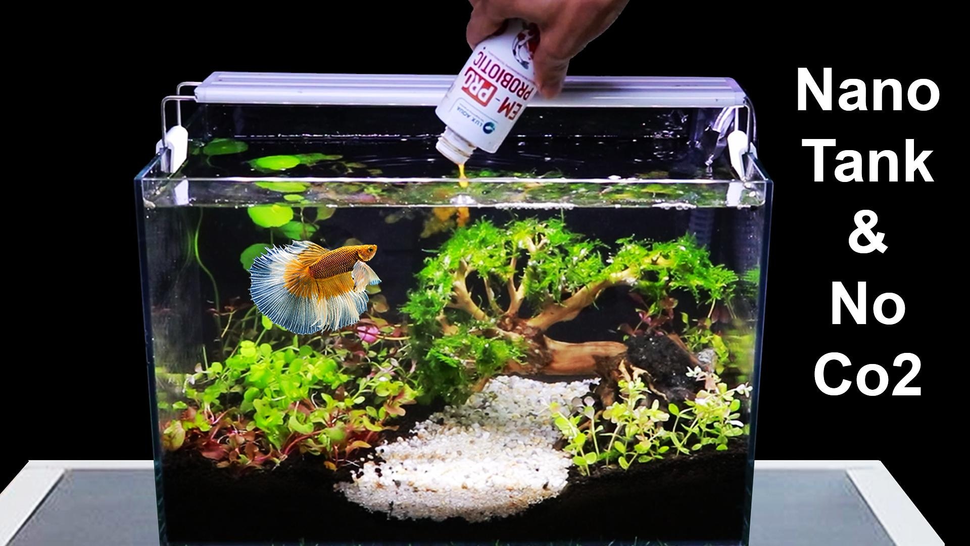 Detail Gambar Aquascape Simple Nomer 55